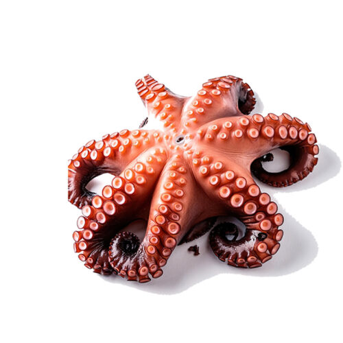 Pulpo Entero Limpio (2.3 kg)